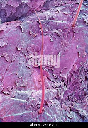 Menschliche Lippe, REM Stockfoto