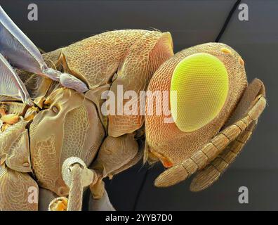 Biologische Kontrollwespe (Eretmocerus eremicus), farbige Rasterelektronenmikrographie (REM). Diese winzige Wespe ist ein Parasit von Bemisia sp. Weiße Fliege. Eretmocerus Eremicus ist ein Parasitoid, ein Parasit, der immer seinen Wirt tötet. Weibchen legen ihre Eier in den Körper der Weißen Fliege und wenn die Larven schlüpfen, ernähren sie sich von innen nach außen. Eretmocerus Eremicus wird als biologisches Kontrollmittel für die Weiße Fliege angewendet. Vergrößerung: x250, wenn 10 cm hoch gedruckt. Stockfoto