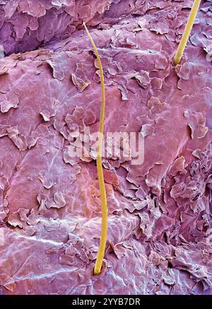 Menschliche Lippe, REM Stockfoto