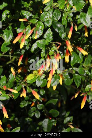 Brasilianische Fuchsia, Justicia floribunda, syn. Libonia floribunda, Jacobinia pauciflora und Justicia rizzinii, Acanthaceae. Brasilien, Südamerika. Stockfoto