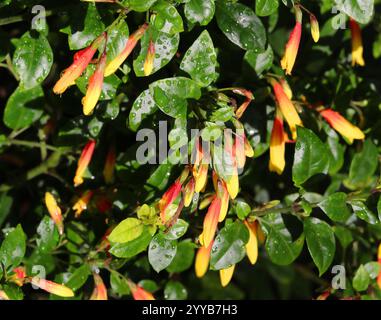 Brasilianische Fuchsia, Justicia floribunda, syn. Libonia floribunda, Jacobinia pauciflora und Justicia rizzinii, Acanthaceae. Brasilien, Südamerika. Stockfoto