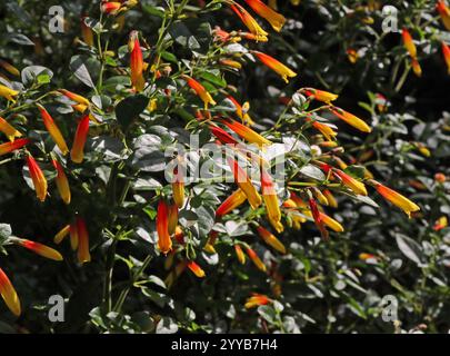 Brasilianische Fuchsia, Justicia floribunda, syn. Libonia floribunda, Jacobinia pauciflora und Justicia rizzinii, Acanthaceae. Brasilien, Südamerika. Stockfoto