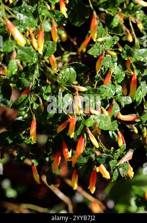 Brasilianische Fuchsia, Justicia floribunda, syn. Libonia floribunda, Jacobinia pauciflora und Justicia rizzinii, Acanthaceae. Brasilien, Südamerika. Stockfoto