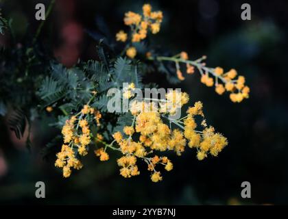 Cootamundra Wattle, Acacia baileyana, Fabaceae. New South Wales, Australien. Acacia baileyana oder Cootamundra Wattle ist ein Sträucher oder Baum. Stockfoto