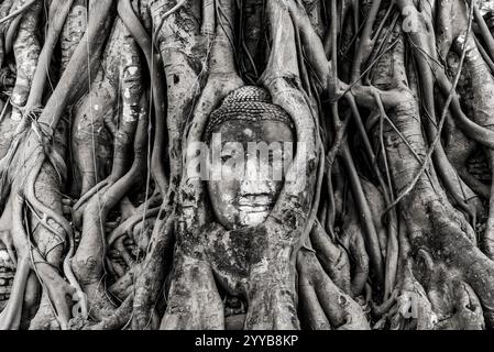 Eine Buddha-Statue ist in einen Baumstamm gehauen. Der Stamm ist mit Wurzeln bedeckt und die Statue ist teilweise von den Wurzeln verborgen Stockfoto