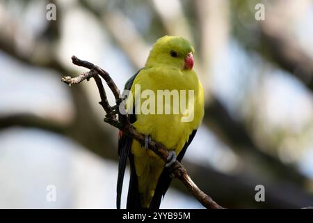 Der männliche Regent Parrot hat ein allgemein gelbes Aussehen, wobei der Schwanz und die Außenkanten der Flügel dunkelblau-schwarz sind. Stockfoto