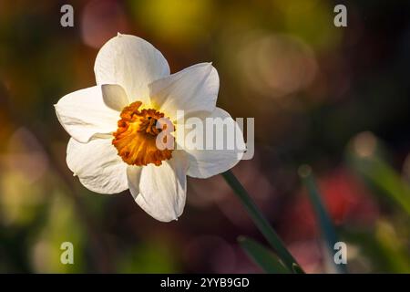 Eine detaillierte Nahaufnahme einer einzelnen Narzissen-Blüte, die morgens gegen weiches Licht leuchtet, wunderschönes farbenfrohes Bokeh, Hamilton, Pntario Stockfoto