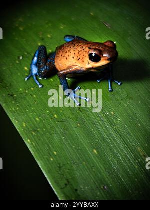 Der Strawerry Poison-Dartfrosch ist ein giftiger Dartfrosch, der in Costa Rica vorkommt und in Mittelamerika verbreitet ist Stockfoto