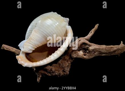Nahaufnahme einer Muschel aus Phalium glaucum, die auf verwittertem Treibholz platziert ist und auf schwarzem Hintergrund erfasst wurde, um die glatte, glänzende Oberfläche und hervorzuheben Stockfoto