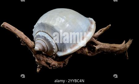 Nahaufnahme einer Muschel aus Phalium glaucum, die auf verwittertem Treibholz platziert ist und auf schwarzem Hintergrund erfasst wurde, um die glatte, glänzende Oberfläche und hervorzuheben Stockfoto