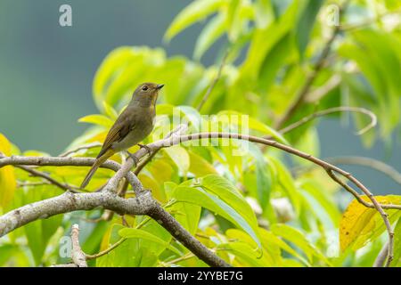 Taiwan lebhafte Niltava-Weibchen, die auf einem Baum sitzt Stockfoto