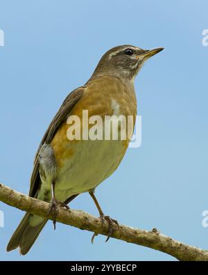 Augenbrauen-Soor, Weißbrauen-Soor, dunkle Soor (Turdus obscurus) auf dem Wald in der Natur Stockfoto