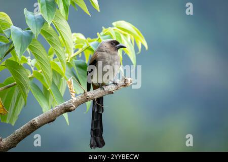 Grauer Baumvogel, der auf einem Ast sitzt Stockfoto