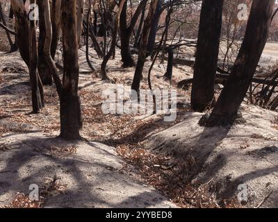 Verbrannte Bäume und Aschebedeckte Böden nach dem verheerenden Buschfeuer auf Kangaroo Island, Australien. Stockfoto