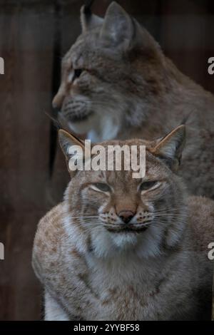 Eurasischer Luchs. Porträt des Ehepaares Eurasischer Luchse. Stockfoto