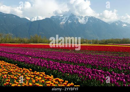 Mehrfarbige Tulpenreihen während des Tulpen of the Valley Festivals im Fraser Valley, British Columbia, Kanada. Der Gipfel des Mount Cheam i Stockfoto