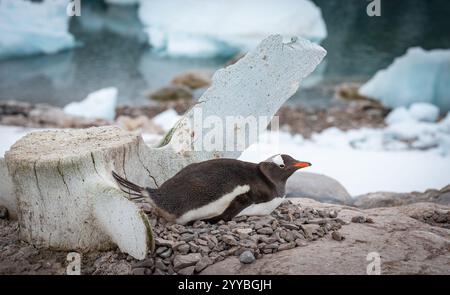 Pinguinzucht auf dem Nest von Pebbles in der Antarktis. Stockfoto