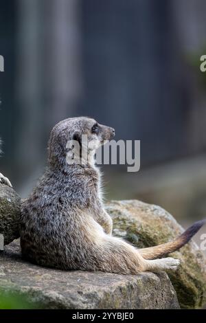 Porträt von warnen Erdmännchen, die in alle Richtungen schauen und verschwinden Stockfoto