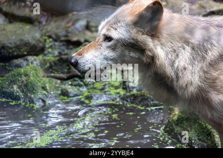 Ein Wolf läuft durch einen Wald mit grünen Pflanzen und Moos Stockfoto