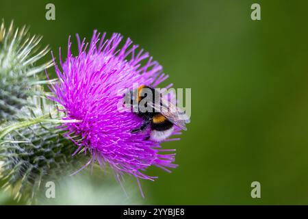 Hummel auf einer lila Distelblume im Garten. Stockfoto
