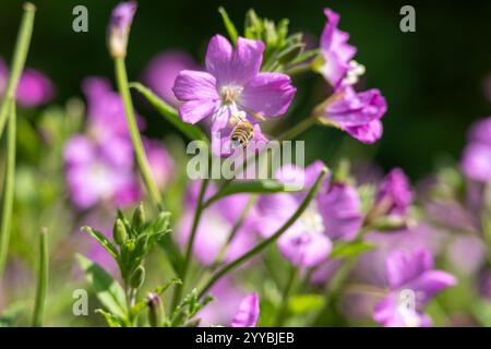 Eine Biene schwebt über einer Gruppe violetter Blumen Stockfoto