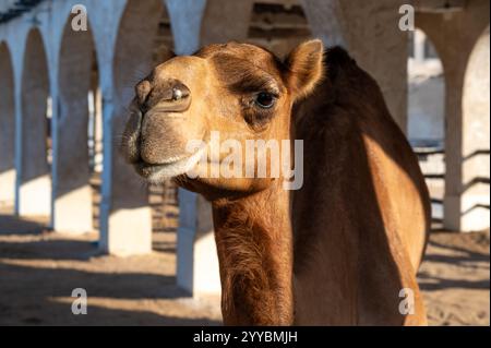 Kamele im Souq Waqif in Doha, Katar Stockfoto