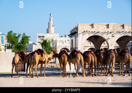 Kamele im Souq Waqif in Doha, Katar Stockfoto