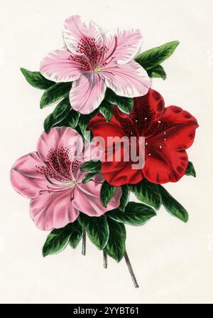 Azalea Indica (ExquisitaOptimaBroughtonii): Bunte Azaleen-Blüten in rosa und rot mit leuchtend grünen Blättern auf cremefarbenem Hintergrund Stockfoto