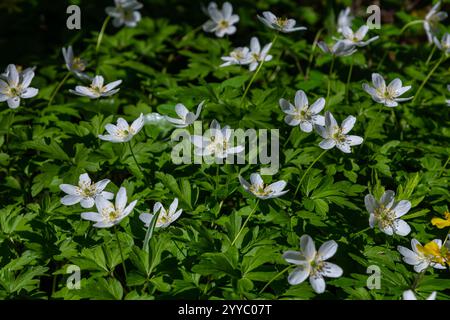 Die vielen weißen Wildblumen im Frühlingswald. Blühende Schönheit, Natur, natürlich. Sonniger Sommertag, grünes Gras im Park. Anemonoides nemorosa. Stockfoto