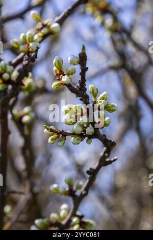 Knospen prunus avium, gemeinhin als Wildkirsche, Süßkirsche, Gänse oder Vogelkirsche bezeichnet. Budbreak. Frühling. Stockfoto