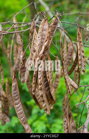 Robinia pseudoacacia, allgemein bekannt als schwarze Heuschrecke mit Samen. Stockfoto