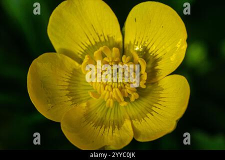 Nahaufnahme von Ranunculus repens, der schleichenden Butterblume, ist eine blühende Pflanze in der Butterblütenfamilie Ranunculaceae, im Garten. Stockfoto