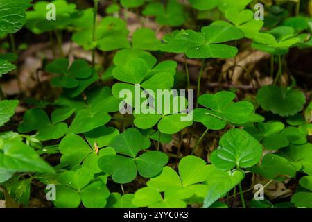 Nahaufnahme der Sauerampfer-Pflanze der kriechenden Dame Oxalis corniculata. Stockfoto