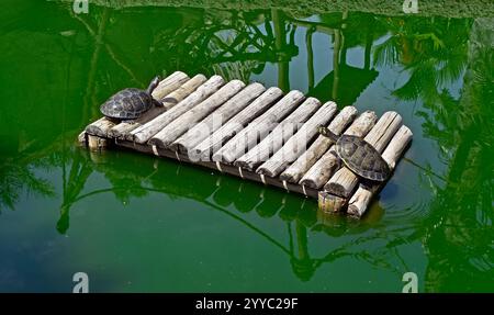 südamerikanische Flussschildkröten (Podocnemis expansa), Rio de Janeiro, Brasilien Stockfoto