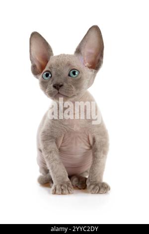 Entzückende kanadische Sphinx-Katze (sieben Wochen alt) isoliert auf weißem Hintergrund Stockfoto