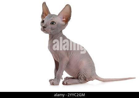 Entzückende haarlose kanadische Sphinx-Katze (sieben Wochen alt) isoliert auf weißem Hintergrund Stockfoto