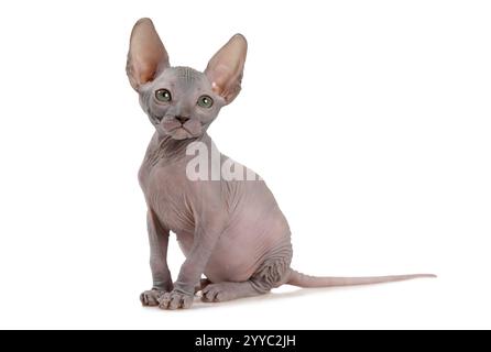 Hübsche haarlose kanadische Sphinx-Katze (sieben Wochen alt) isoliert auf weißem Hintergrund Stockfoto