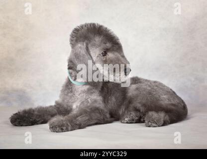 Zwei Monate alter Bedlington Terrier Welpe Hund liegt im Studio auf grauem Hintergrund Stockfoto