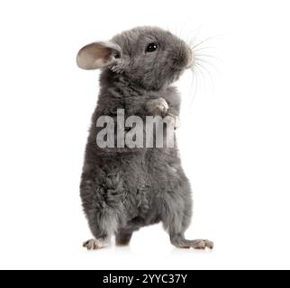 Kleine graue Chinchilla steht auf ihren Hinterbeinen isoliert auf weißem Hintergrund Stockfoto