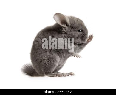 Niedliche kleine zwei Monate alte graue Chinchilla posiert im Studio isoliert auf weißem Hintergrund Stockfoto