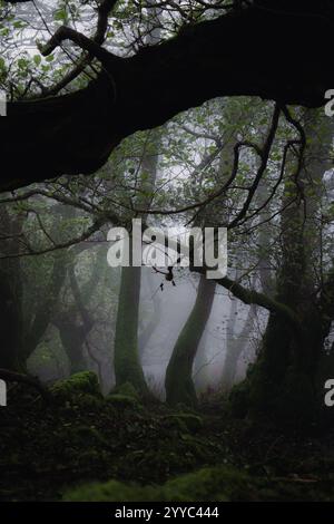 Dichter Nebel umhüllt einen Wald mit mehrschichtigen Bäumen, geheimnisvolle und ruhige Waldszene. Stockfoto