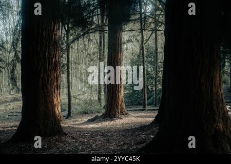 Neblige Waldszene mit hohen Kiefern und sanftem Licht, ruhige Waldatmosphäre. Stockfoto
