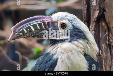 Nahaufnahme eines männlichen Visayas-Nashornvogels (Penelopides panini) Stockfoto