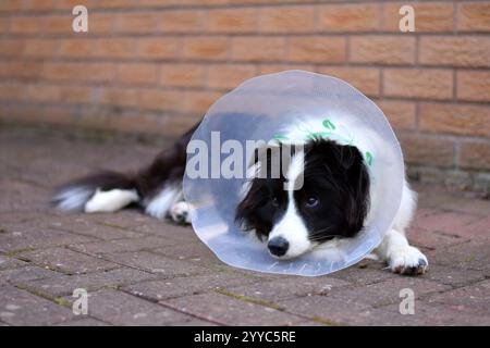 Ein junger weiblicher Border Collie, der sich auf Einer Terrasse aus rotem Backstein mit Einem Buster Collar niederlegt, während er sich von der Operation erholt Stockfoto