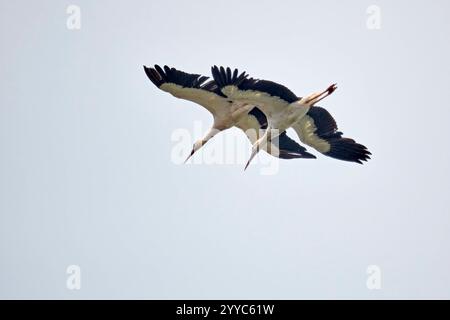 Weißstorch Ciconia ciconia. Weißstörche Ciconia ciconia kreisen am Himmel. 20240604MIC0129 *** Weißstorch Ciconia ciconia Weißstörche Ciconia ciconia, die am Himmel kreisen 20240604MIC0129 Stockfoto
