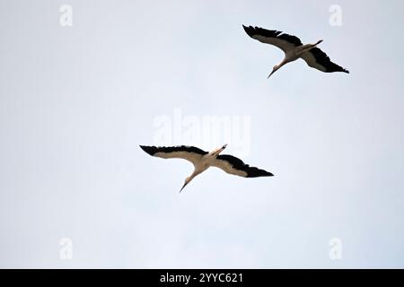 Weißstorch Ciconia ciconia. Weißstörche Ciconia ciconia kreisen am Himmel. 20240604MIC0133 *** Weißstorch Ciconia ciconia Weißstörche Ciconia ciconia im Himmel 20240604MIC0133 Stockfoto