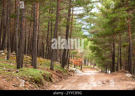 Viros Wald im Naturpark Alt Pirineu. Val de Cardos. Pallaras Sobira. Lleida Pyrenäen. Katalonien. Spanien Stockfoto