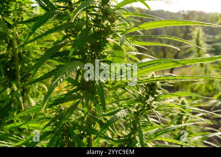 Üppige Cannabispflanzen gedeihen auf einem Feld, während sie sich am späten Nachmittag im warmen Sonnenlicht sonnen. Die leuchtend grünen Blätter reflektieren natürliche Schönheit und gesunde Cu Stockfoto