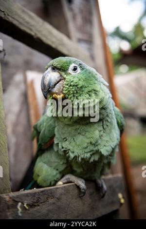 Papagei, Cotundo, Provinz Napo, Amazonien, Ecuador Stockfoto