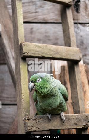 Papagei, Cotundo, Provinz Napo, Amazonien, Ecuador Stockfoto
